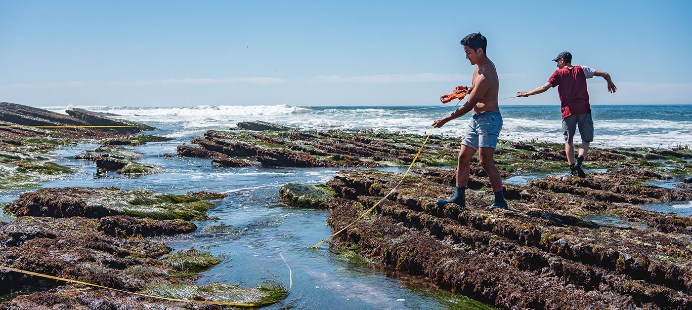 Intertidal survey, BIOL 130